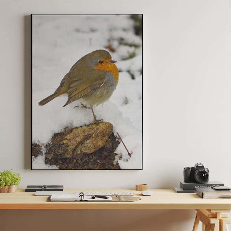 European robin on winter snow thumbnail 2