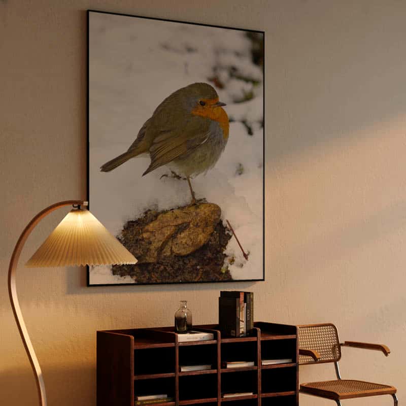 European robin on winter snow thumbnail 4