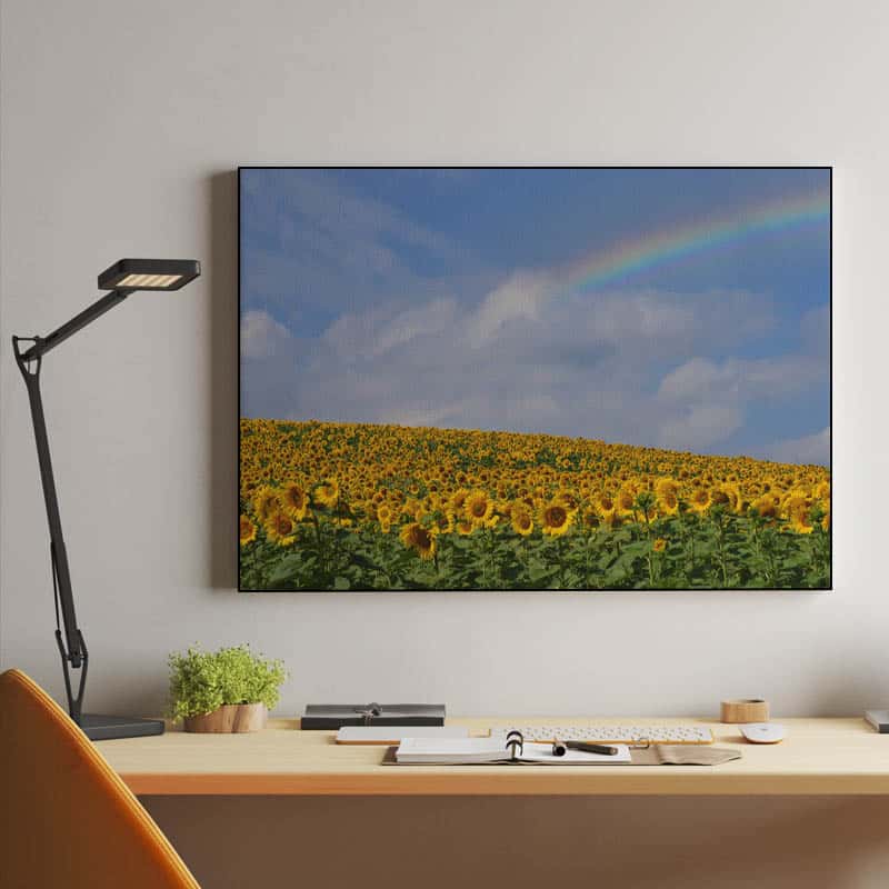 Campo de girasoles con arcoíris. thumbnail 2