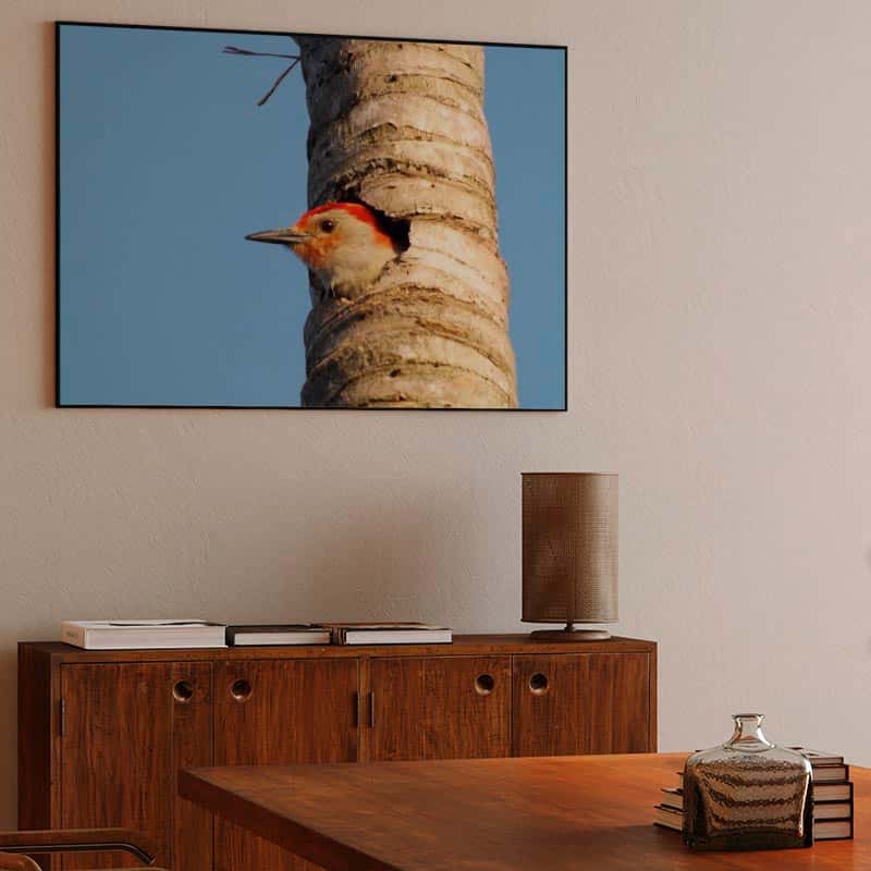 Red-Bellied Woodpecker thumbnail 3