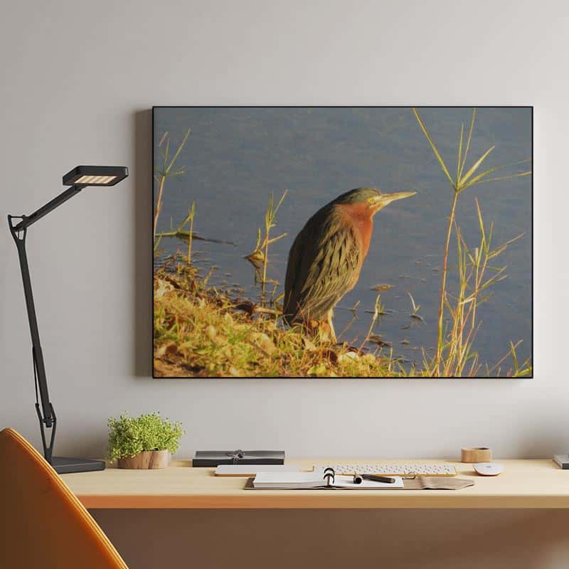 Green Heron thumbnail 2