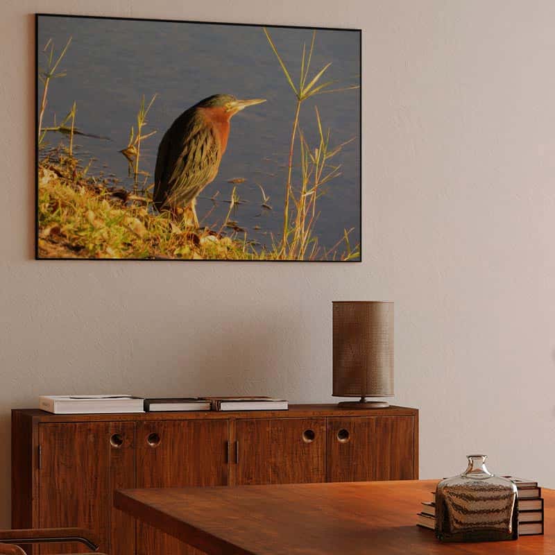 Green Heron thumbnail 3