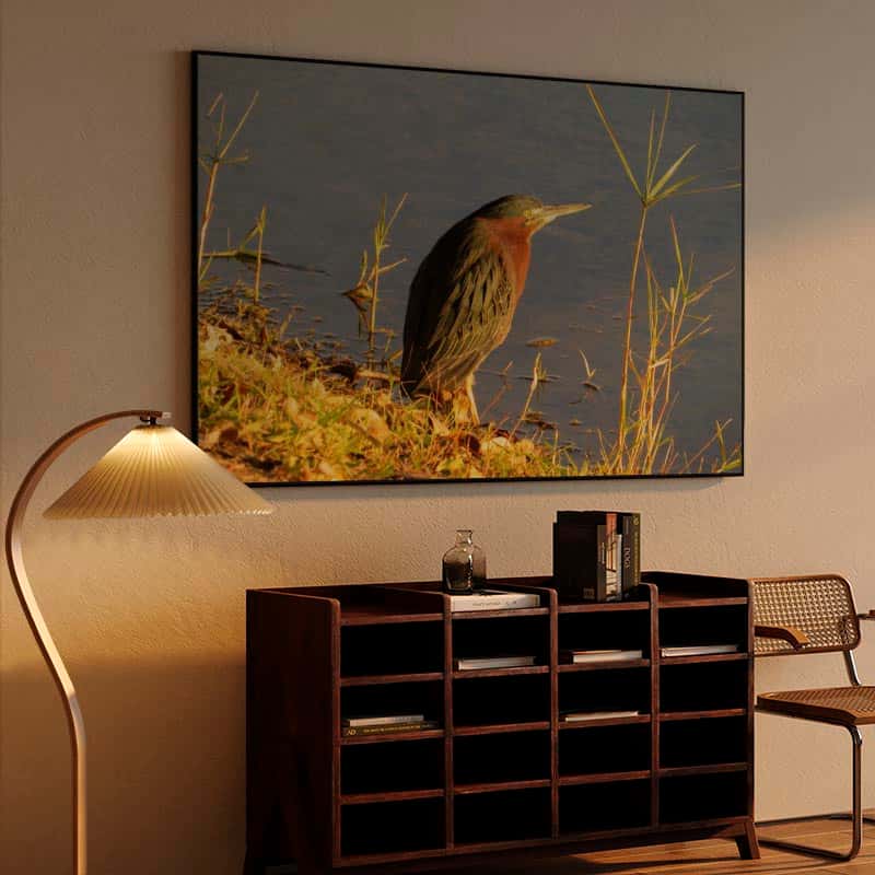 Green Heron thumbnail 4