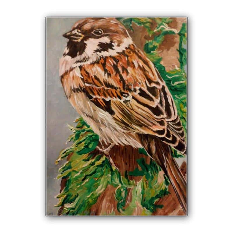 Sparrow thumbnail 1