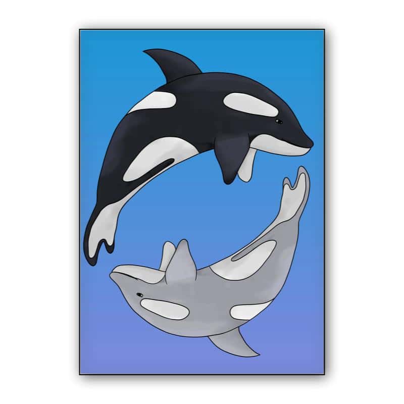 Orcas - yin yang thumbnail 1