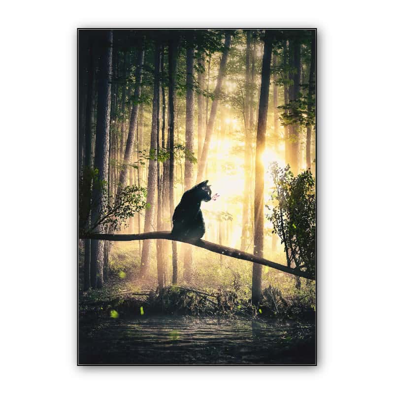 Cat, Sun and Forest thumbnail 1