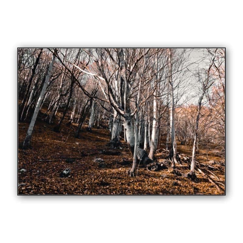 Forest thumbnail 1