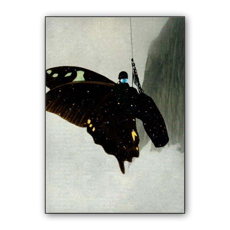 Butterfly thumbnail 1