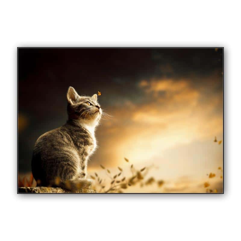 Cat thumbnail 1