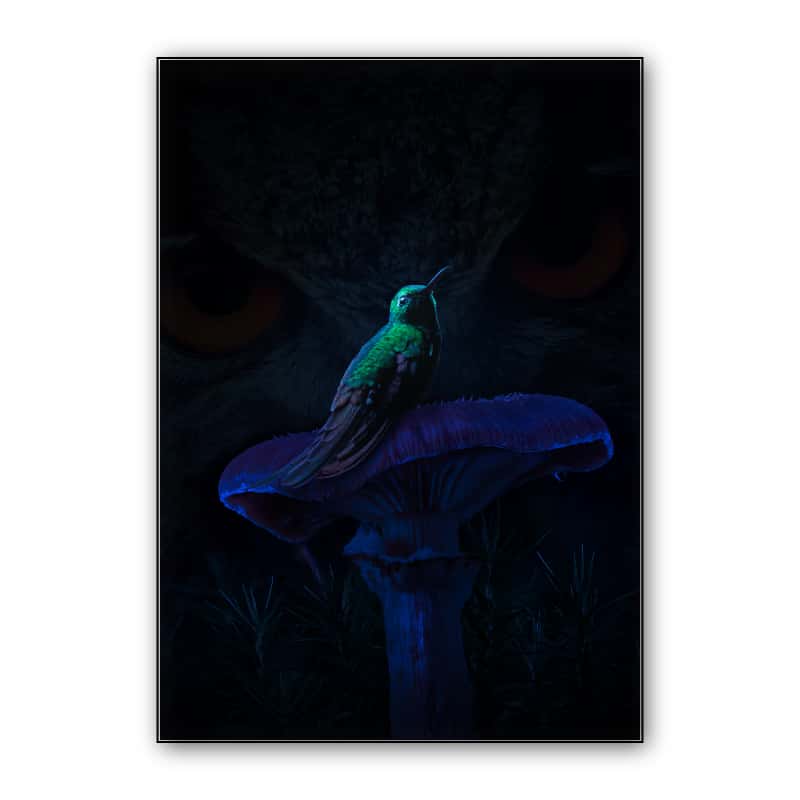 Hummingbird Mushroom thumbnail 1