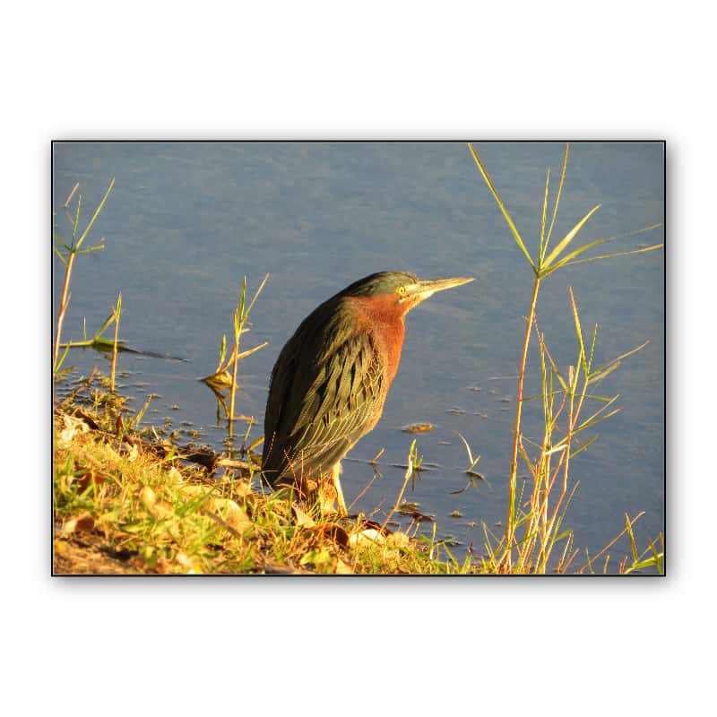 Green Heron thumbnail 1