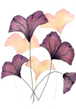 Ginkgo Leaves thumbnail 5