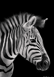 Zebras are epic thumbnail 5