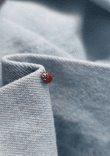 Ladybug thumbnail 5