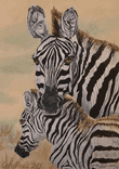 Mother and child zebras thumbnail 5