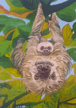 Mother and child Sloths thumbnail 5