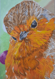 Curious Robin thumbnail 5