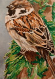 Sparrow thumbnail 5