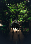 Photogenic wolf thumbnail 5