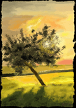 Sunset in tree thumbnail 5