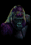 Gorilla thumbnail 5
