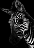 Zebra thumbnail 5