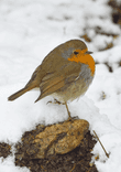 European robin on winter snow thumbnail 5
