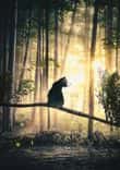 Cat, Sun and Forest thumbnail 5