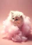 Candyfloss Kitten thumbnail 5