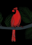 RED or BIRD thumbnail 5