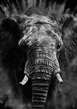 Elephant Art thumbnail 5