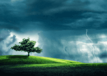 Tree Alone thumbnail 5