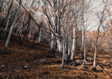 Forest thumbnail 5