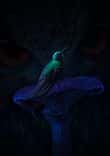 Hummingbird Mushroom thumbnail 5