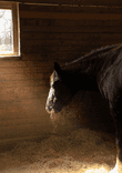 Horse in stable thumbnail 5