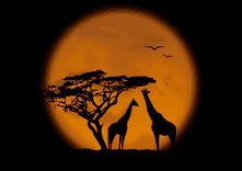 African sunset thumbnail 5