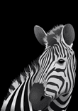 Zebra - black background thumbnail 5