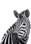 Zebra - white background thumbnail 5