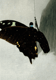 Butterfly thumbnail 5