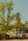 Summer and cat thumbnail 5