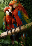 Beautiful Parrots thumbnail 5