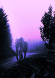 Elephant thumbnail 5