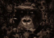 Floral Gorilla thumbnail 5