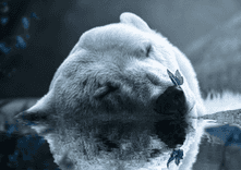 Polar Bear thumbnail 5