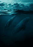 Whales in big ocean thumbnail 5