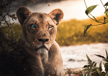 Wounded Lion thumbnail 5