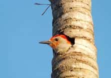 Red-Bellied Woodpecker thumbnail 5