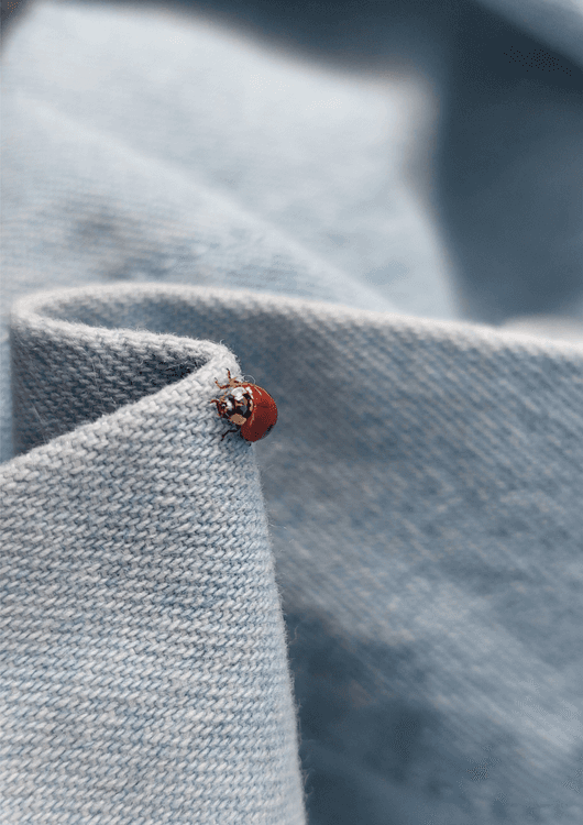 Ladybug preview