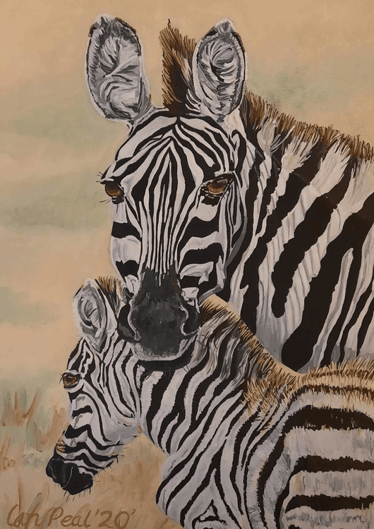 Mother and child zebras preview