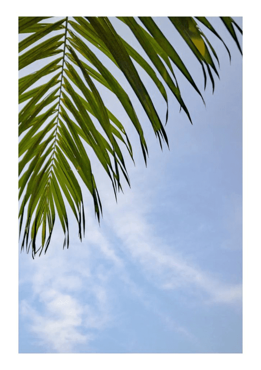 "A Green Palm Grove with the Blue Sky" preview